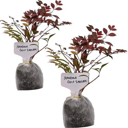 Miniatura 18 de Hoja de laurel mediterránea, planta viva de laurel de laurel. Variedad estándar - Laurus Nobilis. Planta viva. Fragante, fresca, comestible. Lo