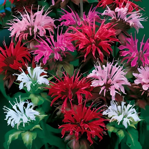 Miniatura 2 de Park Seed Cultiva tu propia mezcla vibrante de jardín de flores silvestres, perfecta para abejas, mariposas y colibríes, mezcla de Bee Buddies