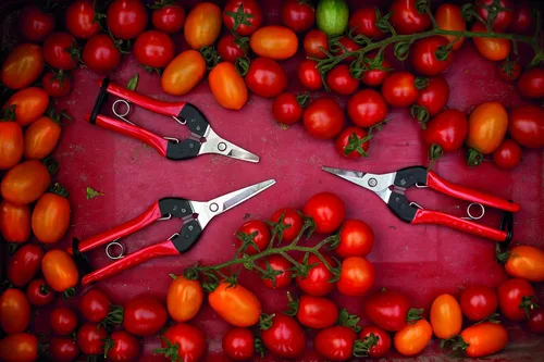 Miniatura 7 de Podadora de mano clásica FELCO F-2 y tijeras FELCO 322