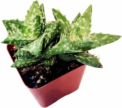 Plantas suculentas de cactus vivos de USKC (2 "Pot Aloe Juvenna 'Tiger Tooth Aloe')