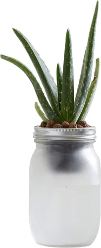 Miniatura 7 de Back to the Roots Kit de cultivo de riego automático, macetas hidropónicas de vidrio para suculentas y sistema de riego automático de cactus