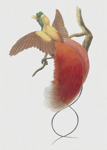 Miniatura 16 de Canguros australianos John Gould Counted Patrón de punto de cruz