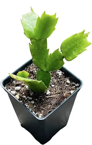 Miniatura 2 de Plantas vivas de USKC (maceta de 2.6 pulgadas de ancho x 3.4 pulgadas de alto) (Aeonium Sunburst)