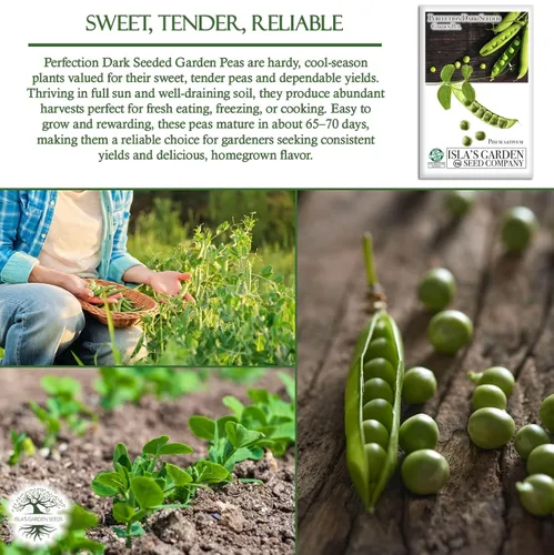 Miniatura 5 de Semillas de guisantes de jardín de semillas oscuras Perfection (Pisum sativum), más de 50 semillas sin OMG y reliquias, guisantes tiernos dulces