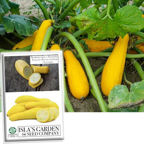 Semillas de calabaza de verano de cuello recto amarillo prolífico temprano para plantar, más de 50 semillas vegetales tradicionales por paquete,