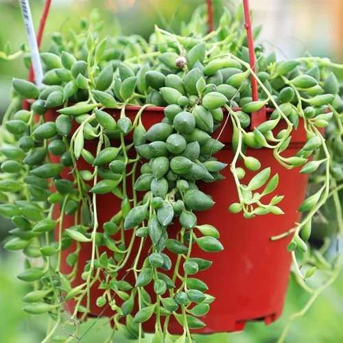 Miniatura 9 de Mountain Crest Gardens Paquete de Suculentas Trailing & Strings - 12 Plantas Vivas en Macetas de 2 Pulgadas - Suculentas Reales para Jardineras