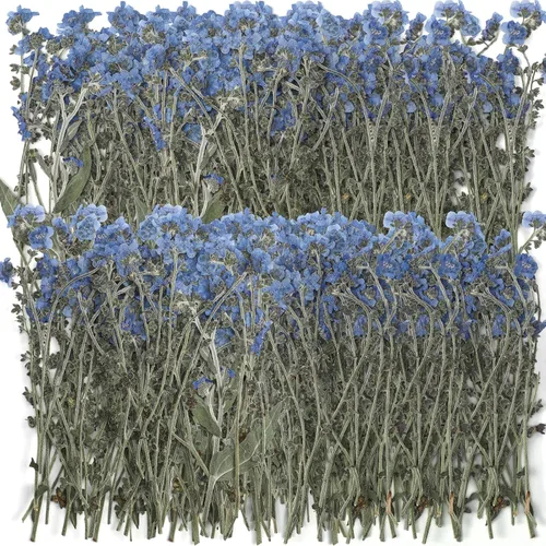 Miniatura 8 de 50 piezas de flores secas naturales Forget Me Not Pressed Blue Don't Forget Me Dry Flower Real para joyería de resina, fabricación de tarjetas