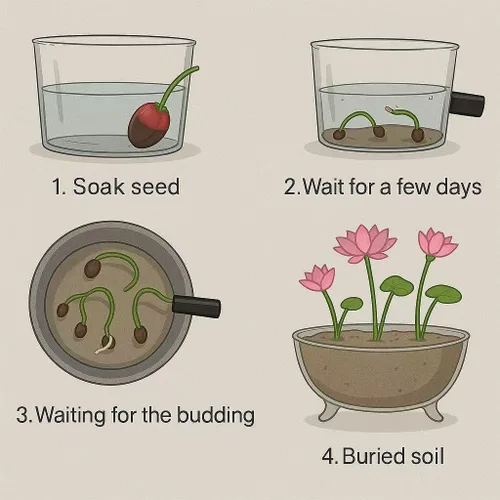 Miniatura 3 de 30 semillas de loto de primera calidad para plantar en el agua, cuenco de flores de colores mixtos para estanques, bonsái, jardines acuáticos