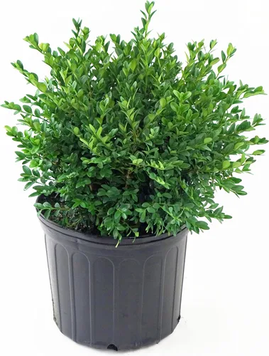 Miniatura 5 de Buxus micro. 'Tide Hill' (Boj) Evergreen, forma extendida, #2 - Tamaño Contenedor
