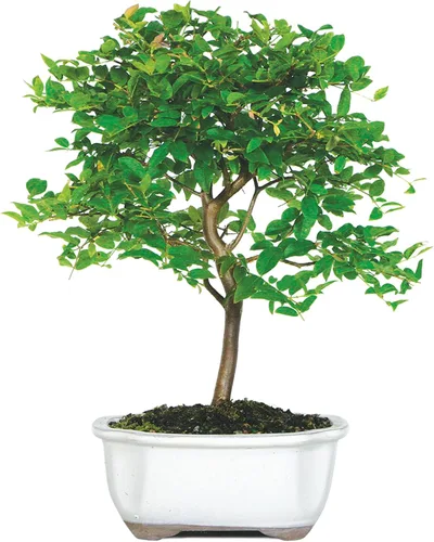 Miniatura 5 de Brussel's Live Jaboticaba - Árbol bonsái para interiores, 6 años de edad; 10 a 14 pulgadas de alto con recipiente decorativo, bandeja de humedad