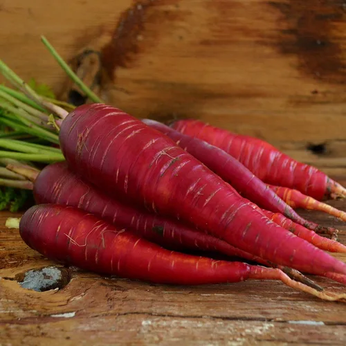 Miniatura 8 de Zanahoria roja dragón – 150 semillas – Variedad rara reliquia y polinizada abierta, semillas de vegetales sin OMG para plantar en interiores