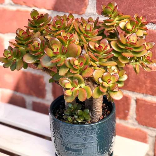 Miniatura 4 de Sprout N Green Árbol de jade enano - Crassula ovata Crosby's Compact, suculenta rara y adorable completamente enraizada en maceta de 2 pulgadas