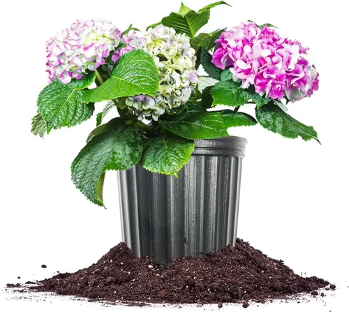 Perfect Plants Nikko - Arbusto de hortensia azul en maceta de 3 galones | Flores azules o rosas que reflorecen | Planta a la sombra o al sol |