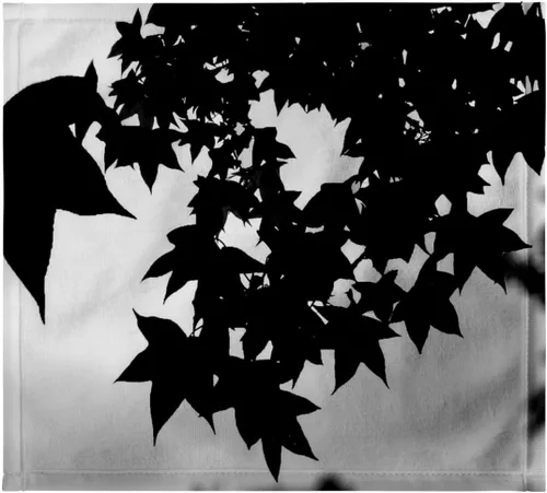 3dRose Sweet Gum Leaves, Lovely Leaves of the Sweet Gum Tree in Silhouette 11x12 Wash Cloth for Face and Body