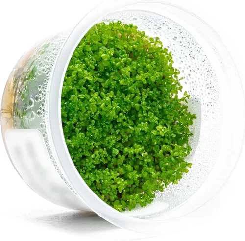 Miniatura 43 de Planta viva SubstrateSource - Hierba enana Eleocharis Belem cultivada en tejidos acuáticos para acuario - 100% libre de caracoles en copa in vitro