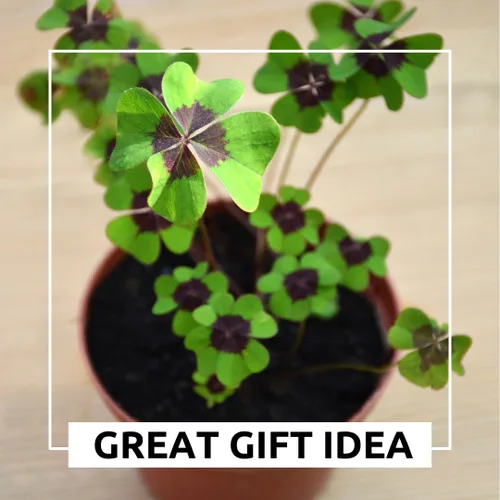 Miniatura 3 de Bulbos de trébol de hoja de la suerte para plantar, cultivar flores de oxalis de cruz de hierro, obtén la suerte de los irlandeses (10 bombillas)