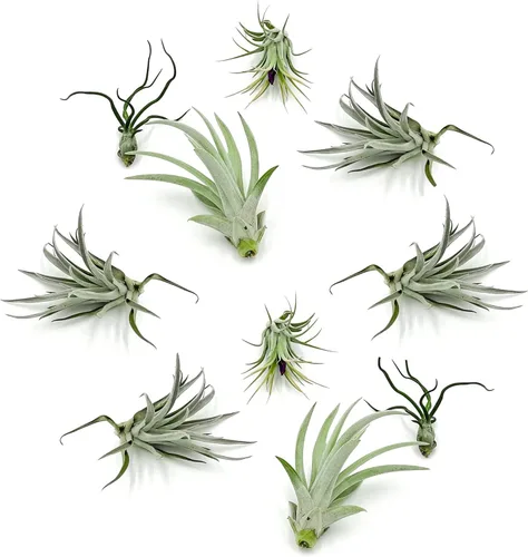 ragnaroc Air Plants - Paquete variado de Tillandsia, grande de 3 a 5 pulgadas, 10 unidades, llegada viva garantizada, plantas de interior para