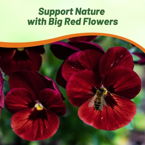 Miniatura 4 de Outsidepride Big Red Viola - Semillas de pensamiento para plantar, 50 piezas. Flores bienales, resistentes al frío y aptas para polinizadores