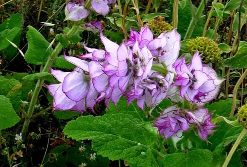 Miniatura 2 de Semillas Clary Sage Medicinal Herb Non GMO