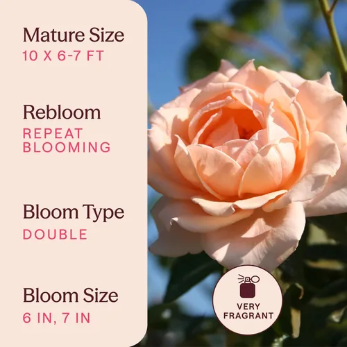 Miniatura 6 de Heirloom Roses Planta de rosas - Aliento de vida Albaricoque Rosal, rosas trepadoras, planta viva para plantar al aire libre