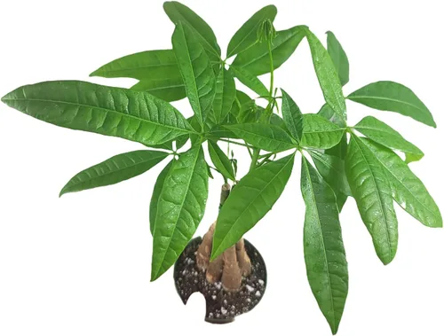 Miniatura 7 de Pachira Aquatica - Planta viva de árbol de dinero chino trenzado – Árbol bonsái vivo de 12 a 16 pulgadas de alto – Planta purificadora de aire