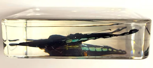 Miniatura 7 de Mariposa Bluebottle real de 2.9 pulgadas en resina de Lucite transparente, grafio, sarpedón, colección de manualidades para biología, ciencias