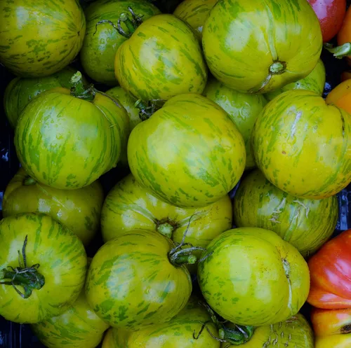 Miniatura 2 de Green Zebra Tomato - 50 semillas - Variedad de reliquia y polinizada abierta, cultivadas en Estados Unidos, semillas de vegetales sin OMG