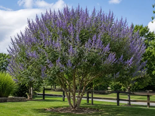 Árboles Texas Lilac Vitex - Plantas vivas - Contenedores de cuarto de galón - Sistema de raíces fibrosas - Flores moradas - Cultivado por Crape