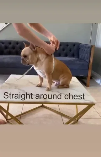 Miniatura 7 de BULLHUG Arnés Hecho para perros de pecho más grande como bulldogs ingleses, bulldogs franceses, pugs y más. Evita que los perros tiren y se
