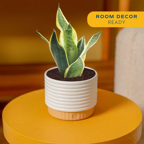 Miniatura 2 de Costa Farms - Planta de serpiente, Sansevieria, planta viva en maceta decorativa, fácil de mantener, suculenta purificadora de aire para interiores