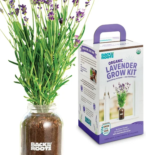 Miniatura 4 de Back to the Roots Planta de Ají Orgánico sin Transgénicos, Cultiva Ajíes Orgánicos Todo el Año, Kit de Cultivo para Ventana, Mejor Regalo