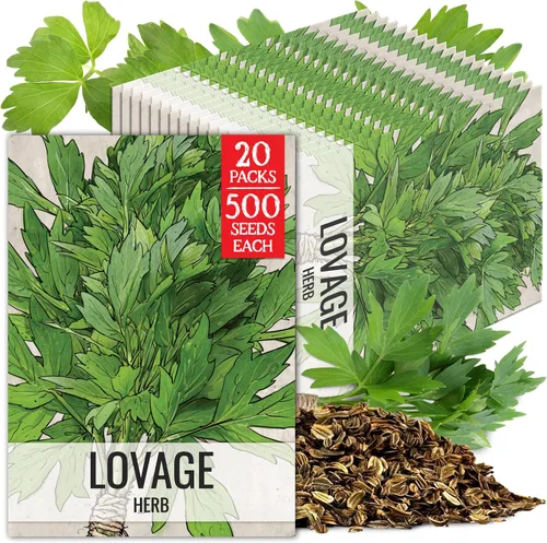 Miniatura 11 de Seed Needs Semillas de apio para plantar hierbas culinarias tradicionales sin OMG, 2 paquetes