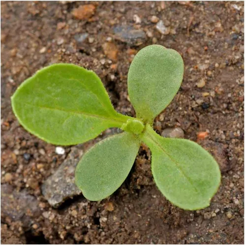 Miniatura 3 de Everwilde Farms - Semillas de flores silvestres Aster de China mezcladas de 1 onza - Gold Vault