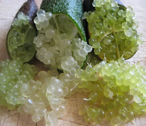 Miniatura 2 de Finger Limes más bien conocidas como caviar cítrico (0.18 onzas)