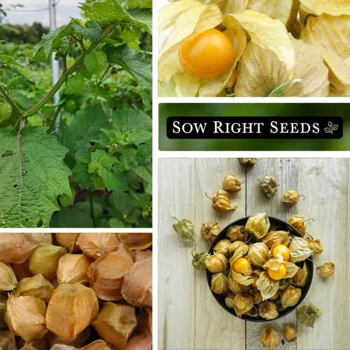 Miniatura 4 de Sow Right Seeds - Semillas de cerezas de tierra para plantar - Paquete de reliquia sin OMG con instrucciones para plantar un jardín de verduras