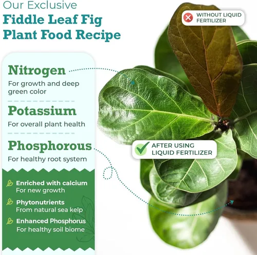 Miniatura 2 de Fiddle Leaf Fig Plant Food – Fertilizante líquido equilibrado NPK 3-1-2 para hojas más grandes, raíces más fuertes y crecimiento constante