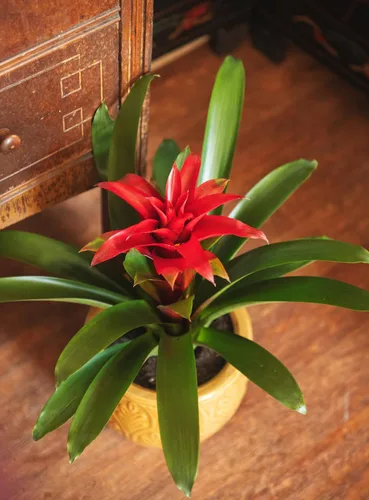 Miniatura 5 de American Plant Exchange Bromelia viva Guzmania – Maceta de 6 pulgadas – Planta de interior tropical colorida con flores brillantes de larga