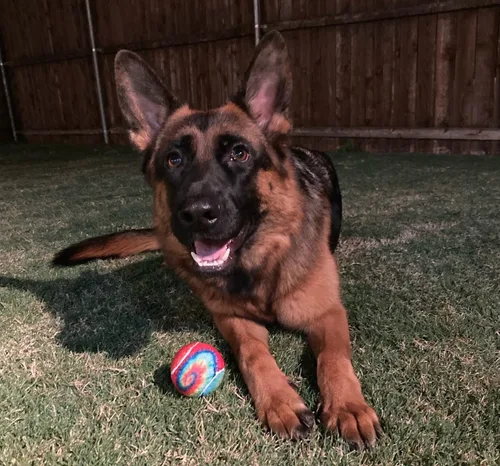 Miniatura 5 de PetSport Pelota de tenis chirriante para perros Paquete de 3 pelotas pequeñas (1.8 pulgadas) seguras para mascotas y bolas de goma extra gruesas