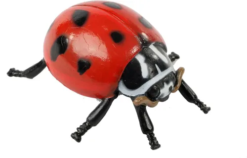 Miniatura 3 de Insect Lore estados del ciclo de la vida de mariquita