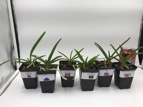 Miniatura 2 de 4 plantas de orquídeas vivas para elegir (Cattleya, Oncidium, Vanda, Dendrobium, Phalaenopsis) (Vandas + paquete de calor)