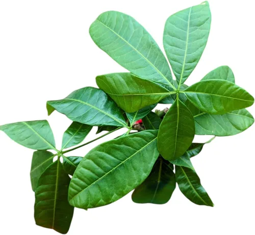 Miniatura 2 de Planta de árbol de dinero vivo, Pachira Aquatica de interior, maceta de cultivo de 4 pulgadas, decoración de Feng Shui