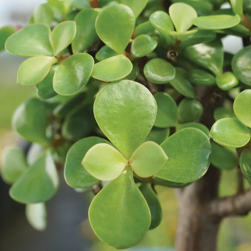 Miniatura 5 de Brussel's Bonsai Árbol Bonsái de Jade Enano Vivo, Interior - Mediano, 4 Años de Edad, 8 a 12 Pulgadas de Alto - Maceta Decorativa de Agua