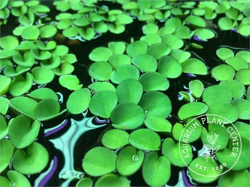 Miniatura 2 de Musgo de agua asiático, Salvinia cucullata, acuario vivo/acuático/de agua dulce/planta flotante/estanque, tanque plantado, paisaje acuático por