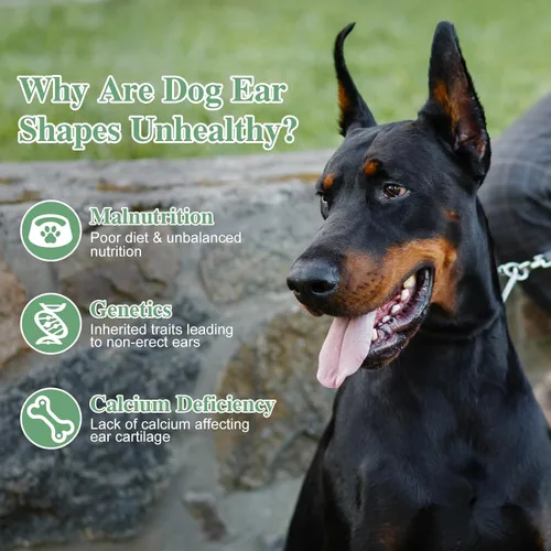 Miniatura 6 de Toddmomy Doberman - Kit de publicación de orejas de perro, herramienta de soporte para orejas de perro con cinta y 2 barras de corrección fijas