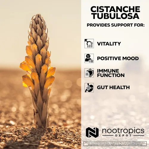 Miniatura 4 de Nootropics Depot Cistanche tubulosa Tabletas 200 mg 180 unidades Mínimo 50% equinacosido + 10% acetósido (verbascósido) Promueve la fuerza