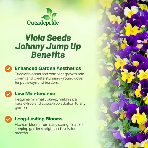 Miniatura 3 de Outsidepride Johnny Jump Up Viola semillas de flores silvestres - 1/8 lb Semillas fáciles de cultivar, perennes compactas y resistentes para plantar