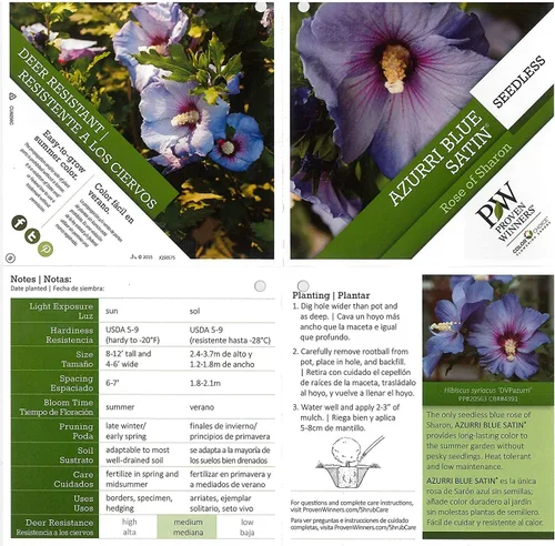 Miniatura 4 de Ganadores probados - Hibiscus syriacus Azurri Blue Satin (Rosa de Sharon) Arbusto, azul con flores rojas, #3 - Contenedor