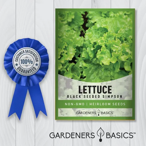Miniatura 5 de Gardeners Basics, Semillas de lechuga Green Leaf para plantar – (variedad Simpson de semillas negras), variedad de lechuga sin OMG, 0.07 oz