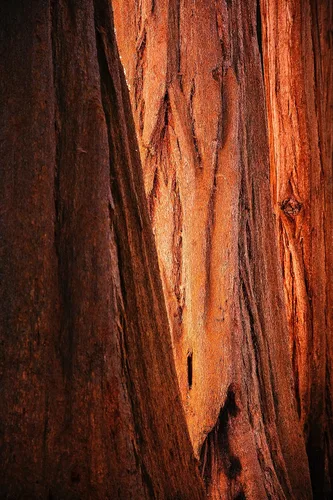 Miniatura 7 de Plantón pequeño de secoya gigante (sequoiadendron giganteum)