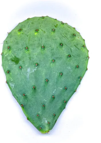 Miniatura 2 de Creation Cultivated - Planta de cactus de tuna oriental (1 almohadilla de corte) / Opuntia humifusa/cactus vivo/cactus resistente al invierno - Zona